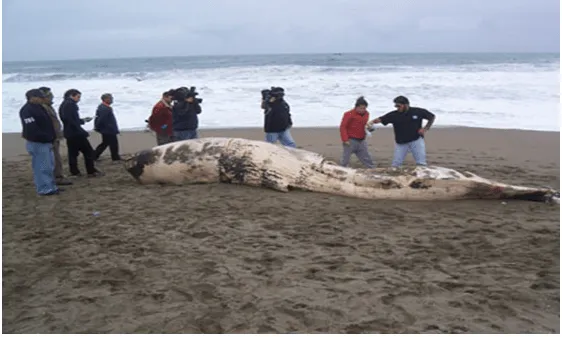La minería, pesca y agricultura de Piura - Monografias.com