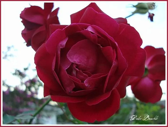 MINHA LINDA ROSA DE DOMINGO... | Flickr - Photo Sharing!