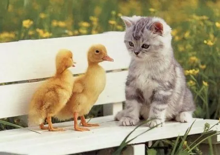 MINI MUNDO ANIMAL: gatitos