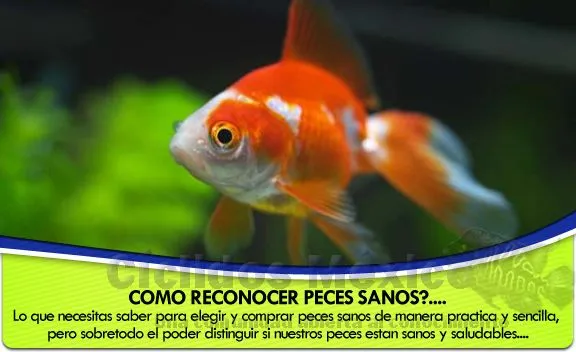 MiniAtlas de Enfermedades en Peces de Agua Dulce MiniAtlas de Enfermedades en Peces de Agua Dulce