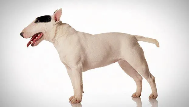 Miniature Bull Terrier : Dog Breed Selector : Animal Planet Miniature Bull Terrier : Dog Breed Selector : Animal Planet