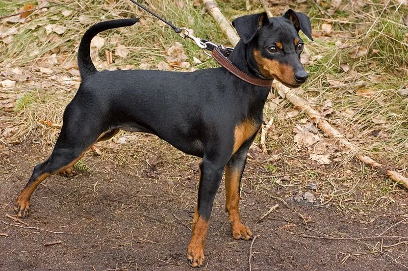 Miniature Pinscher - Wikipedia, the free encyclopedia Miniature Pinscher - Wikipedia, the free encyclopedia