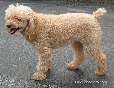 Miniature Poodle Dog Breed Information and Pictures Miniature Poodle Dog Breed Information and Pictures