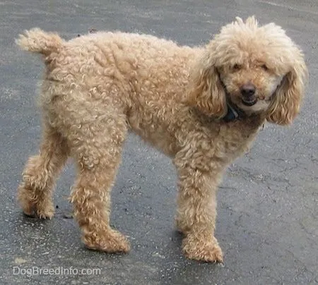 Miniature Poodle Dog Breed Information and Pictures Miniature Poodle Dog Breed Information and Pictures