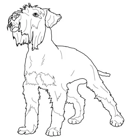 Miniature Schnauzer coloring page | Super Coloring
