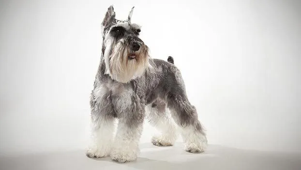 Miniature Schnauzer : Dog Breed Selector : Animal Planet