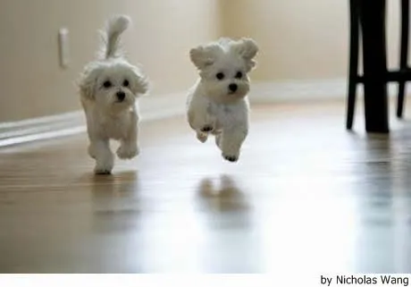 Mira 10 razas de perro pequeños para niños | Educa a tu Perro Con ... Mira 10 razas de perro pequeños para niños | Educa a tu Perro Con ...