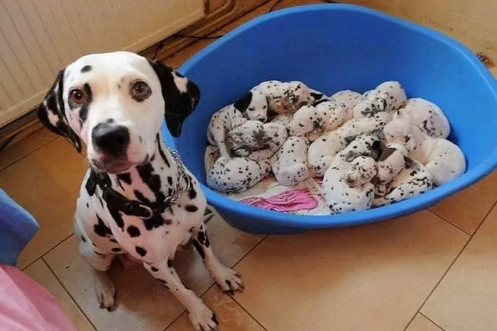 Mira los mejores nombres para perros dalmatas | Educa a tu Perro ... Mira los mejores nombres para perros dalmatas | Educa a tu Perro ...
