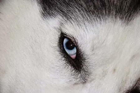 Mira nombres para perros husky con su significado | Educa a tu ...