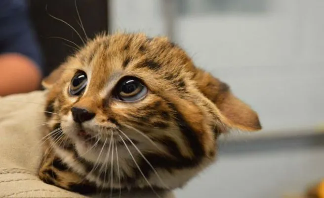 Mira a los ojos al 'gato con botas' real -- Qué.es -- Mira a los ojos al 'gato con botas' real -- Qué.es --