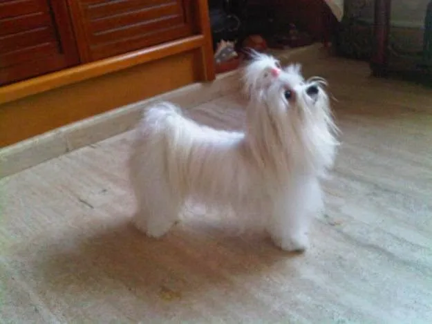 Mira razas de perros que no sueltan pelo para los alérgicos ... Mira razas de perros que no sueltan pelo para los alérgicos ...