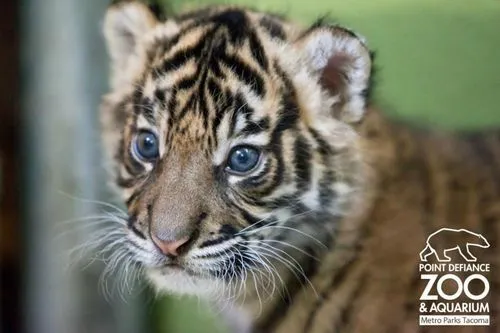 Mira este tigre bebe - Taringa!