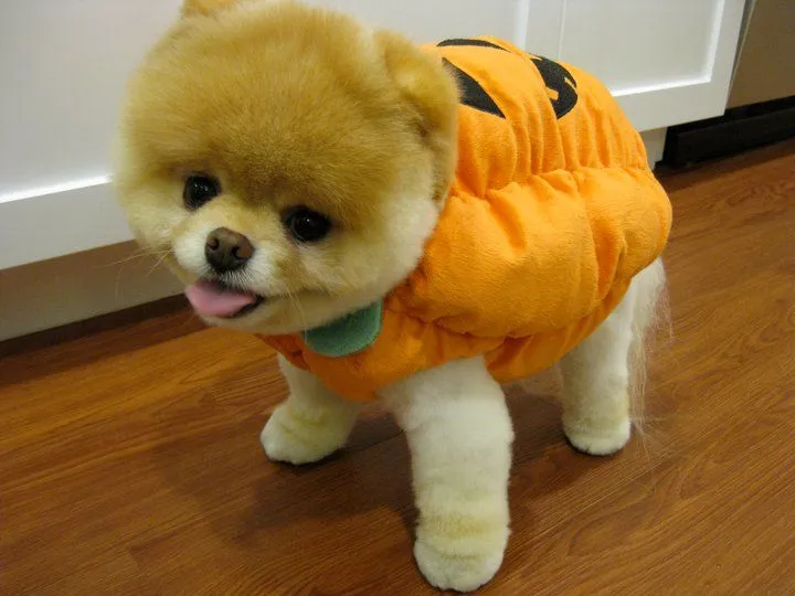 Bajo tu mirada: Boo, el perro más lindo del mundo Bajo tu mirada: Boo, el perro más lindo del mundo