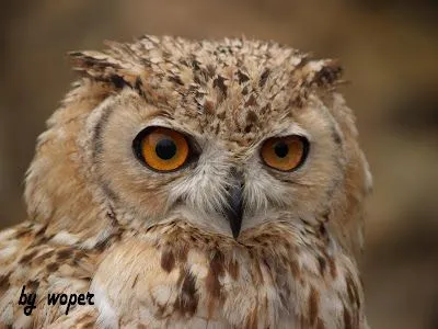 La mirada de un búho