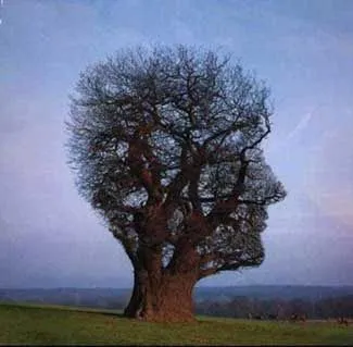 meridiana: nueve maneras de mirar un árbol