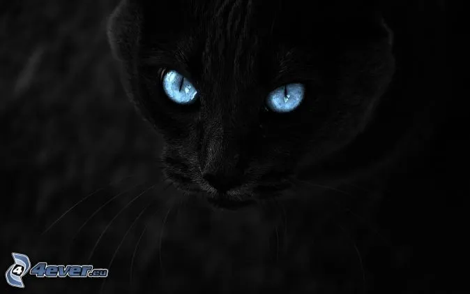 Mirada de gato
