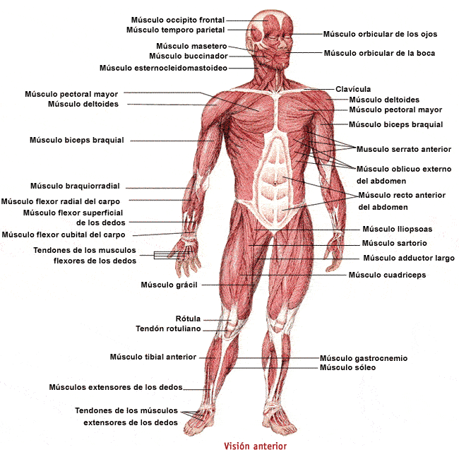 Una mirada interesante a los músculos del cuerpo — MASmusculo ...