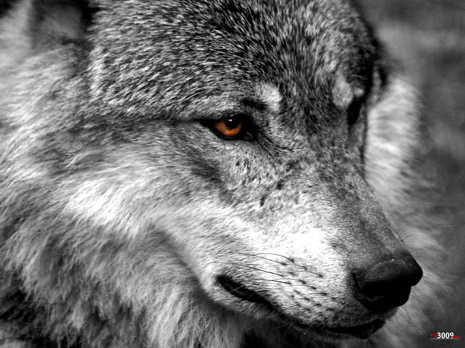 Wallpapers Lobos