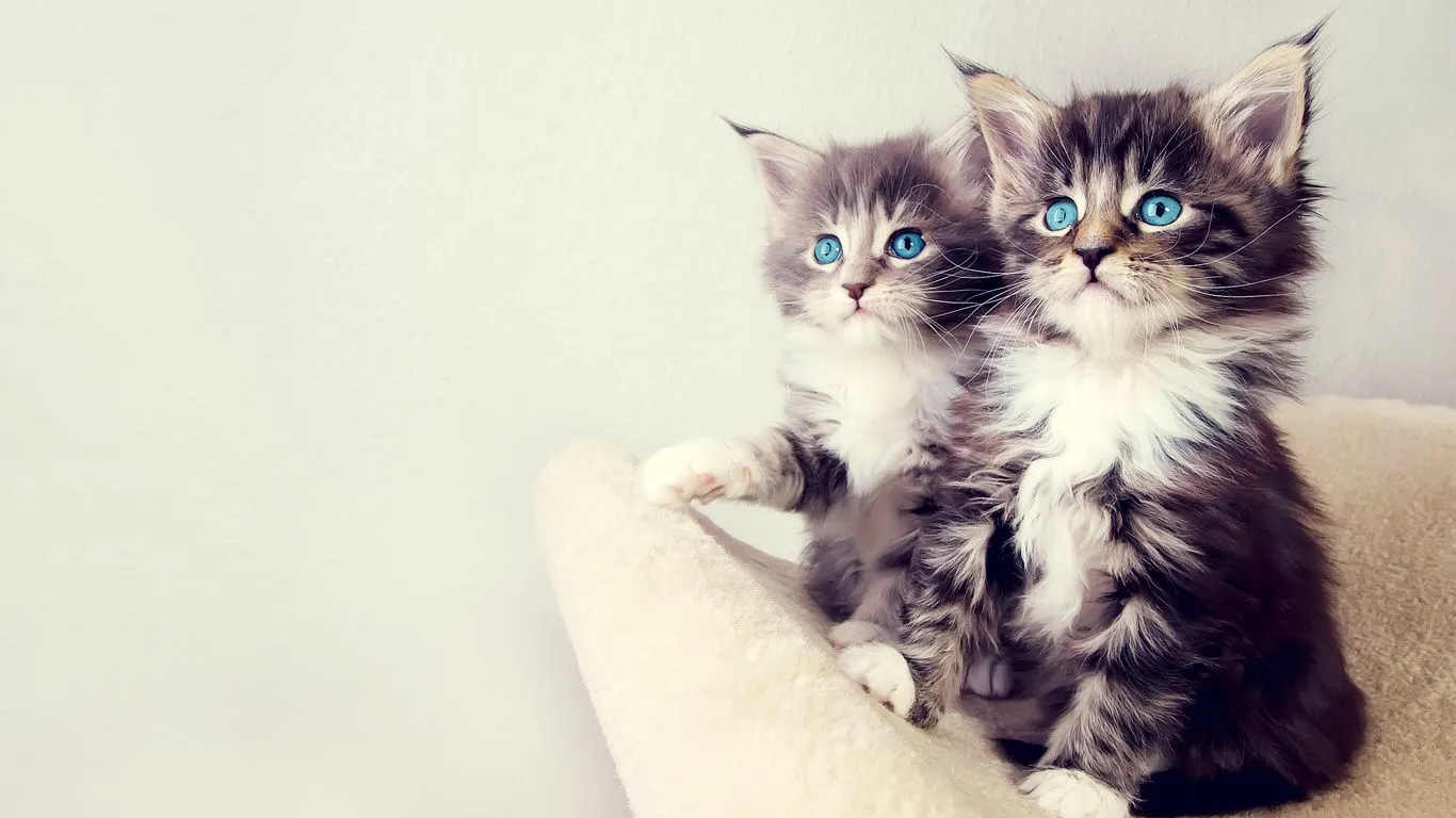  mirada de los ojos, gatito, gatito, miau miau-, foto Imágenes HD ...