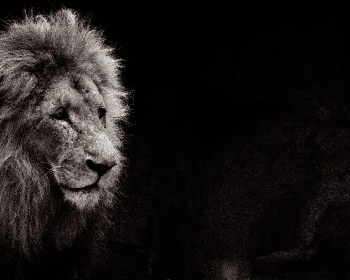 La mirada triste de los animales – León « Calmados La mirada triste de los animales – León « Calmados