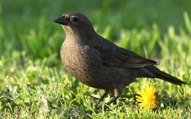 Mirlo | Bitácora de las aves de Chile