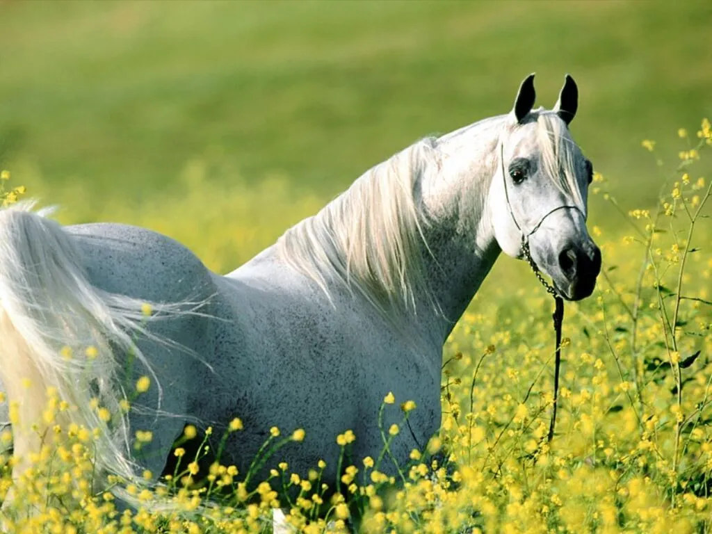 Mis-lindos-caballos: abril 2010