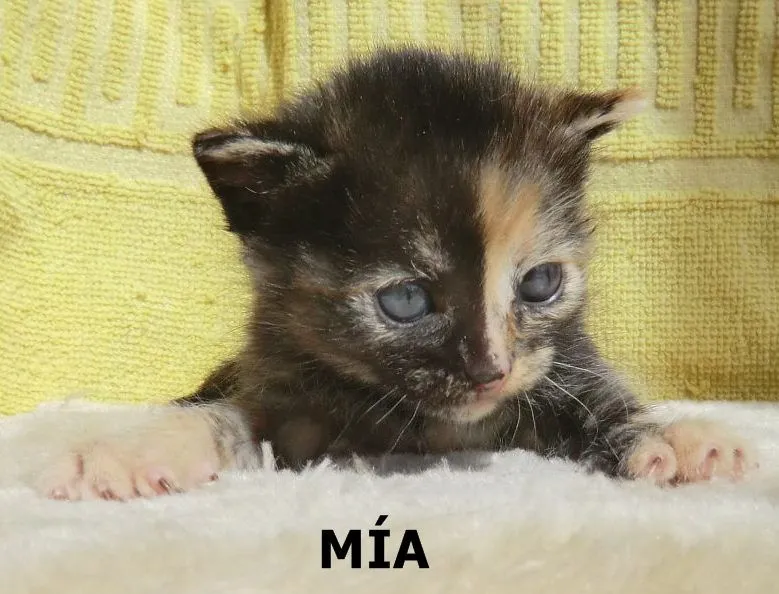 mispequeñosgigantesde4patas-2: TRES BEBES GATITOS EN ADOPCION EN ... mispequeñosgigantesde4patas-2: TRES BEBES GATITOS EN ADOPCION EN ...