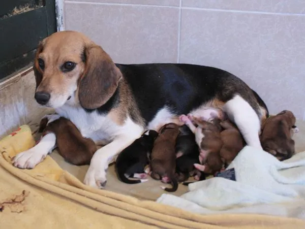 mispequeñosgigantesde4patas-2: PERRITA BEAGLE O CRUCE (PARECE PURA ...