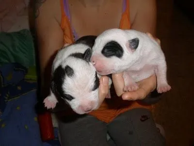 mispequeñosgigantesde4patas: SPOOK Y SHIRA, DOS BEBES DE PITBULL DE ...