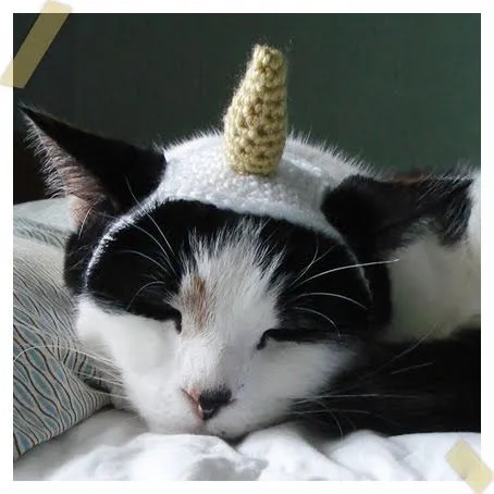 Miss Rosenthal: Gatos, perros y gorros