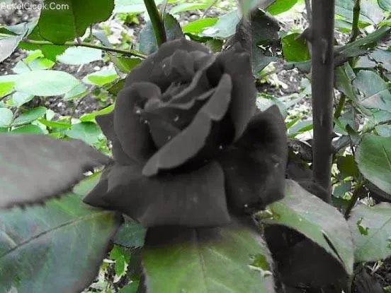 El misterio de las rosas negras de Halfeti unicas en el mundo ... El misterio de las rosas negras de Halfeti unicas en el mundo ...
