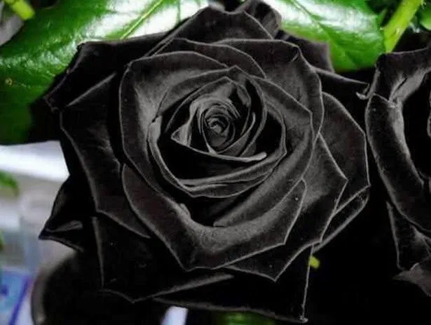 El misterio de las rosas negras de Halfeti unicas en el mundo ... El misterio de las rosas negras de Halfeti unicas en el mundo ...