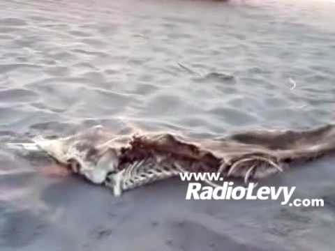 Misterioso esqueleto hallado en Manzanillo. ¿Una sirena? - YouTube Misterioso esqueleto hallado en Manzanillo. ¿Una sirena? - YouTube