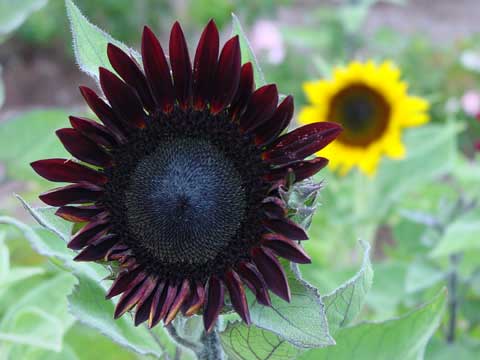 El Misterioso Manuscrito Voynich: ¿Es el "Girasol Voynich" un ...