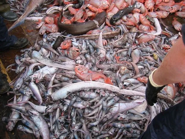 La mitad de los peces pescados en Europa se tiran muertos al mar ...