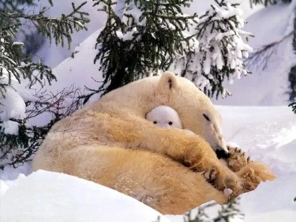 Para mitigar los calores que nos azotan: Una tranquila siesta en ... Para mitigar los calores que nos azotan: Una tranquila siesta en ...