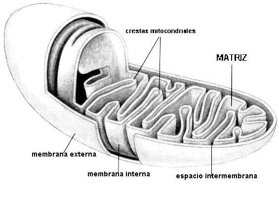 Las mitocondrias - Monografias.