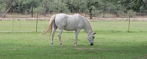 Mitos del caballo blanco - Caballos