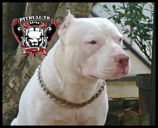 Corte de orejas para pitbull blue - Imagui