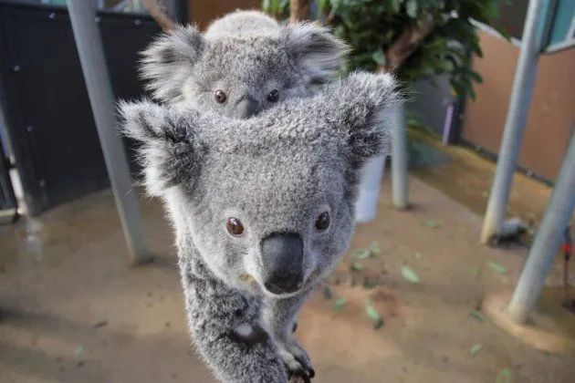 Mitos y realidades de los koalas | Ciencia curiosa - Yahoo Noticias
