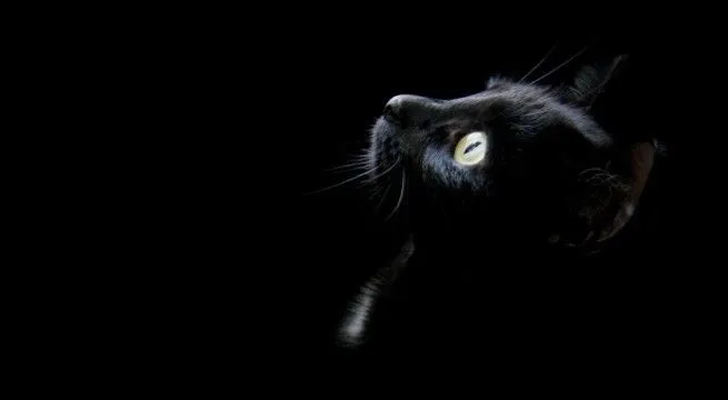Mitos en torno a los gatos negros