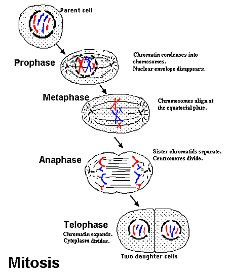 MITOSIS.gif