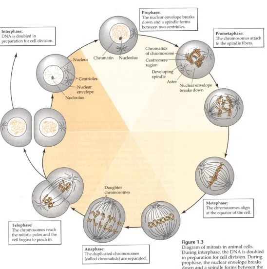 Mitosis2.jpg