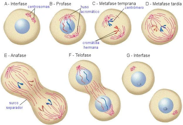 Mitosis para dibujar - Imagui
