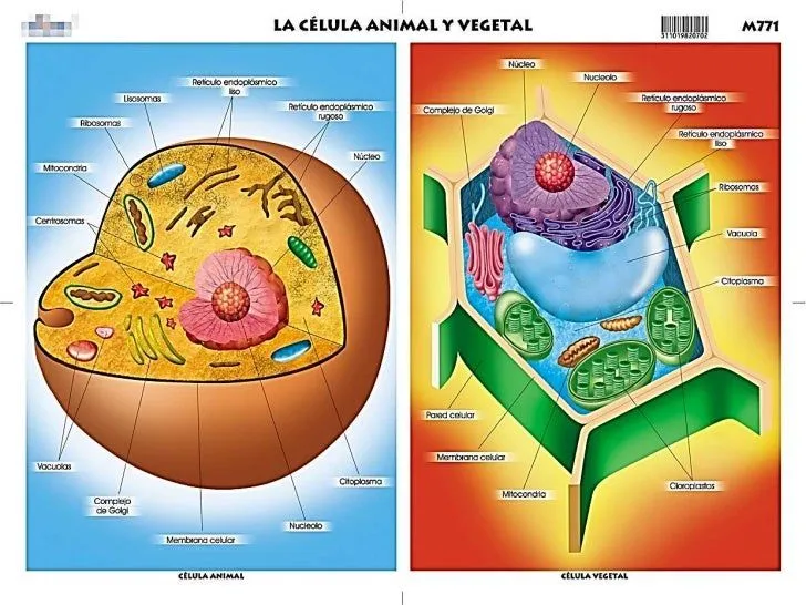 mitosis-en-las-celulas- ...