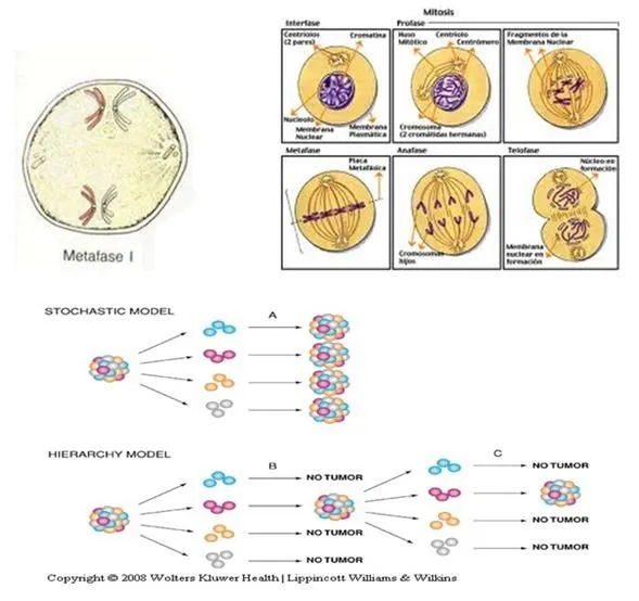 Mitosis y Meiosis - Monografias.com