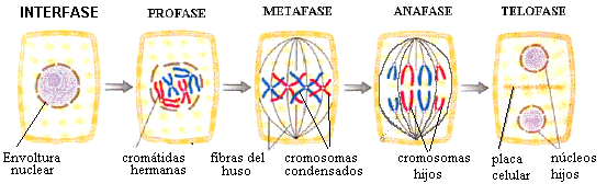 mitosis.gif