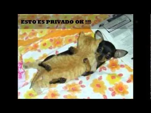MIX(((pitbull-thalia y creedence)))AnMaLiToS ChIsToSoS. - YouTube
