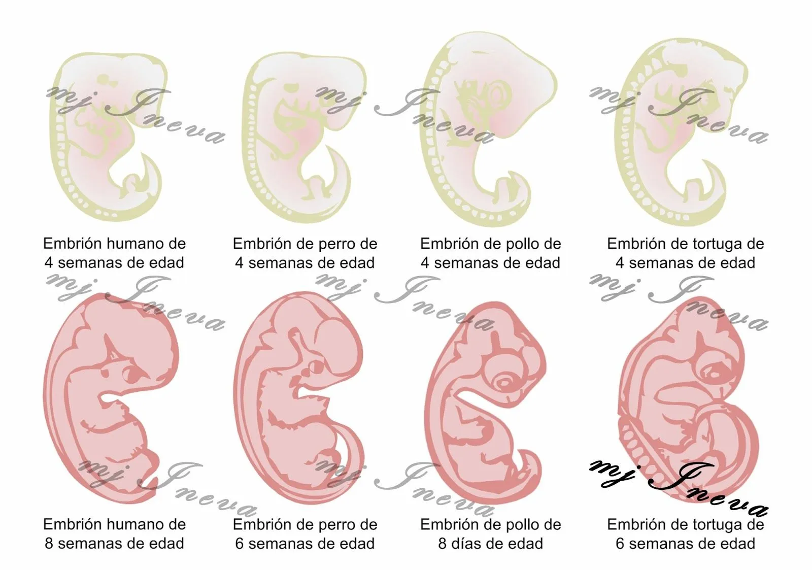 mj Ineva: Animales