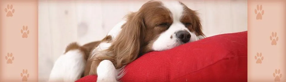 MJ. Mascotas: Mini Perros. Perros de razas pequeñas.